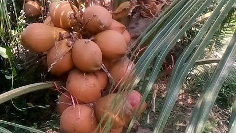 Phân biệt dừa lùn malai và dừa xiêm đỏ bến tre