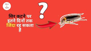 कॉकरोच सिर कटने पर कितने दिनों तक जिंदा रह सकता है क्या आपको पता है? Facts in Hindi | # shorts