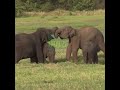 Cute Baby Elephants Playing in the Wild 🐘