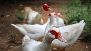 Veja como está a criação de patos