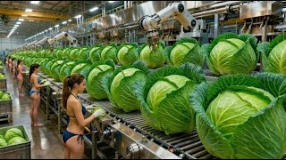 Inside a Modern Cabbage Factory: From Raw Cabbage to Fresh Ready To Eat Salad (Full Process)