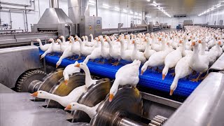 How Millions of Goose Feathers Become Ultra-Soft Luxury Comforters | Inside the Massive Factory