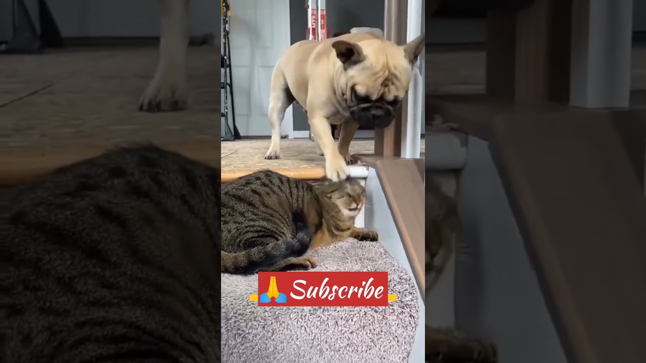 Funny Pug 🤣and cats 🐱 