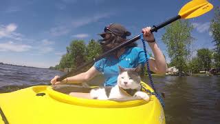 Kayaking Cat