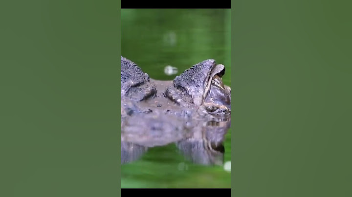 Deadly Giant Hiding in the Amazon! #BlackCaiman #AmazonPredator #deadlyanimals