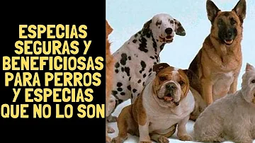 ¿Qué especias son venenosas para los perros?