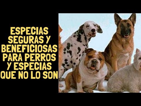 Video: ¿Las especias son malas para los perros?