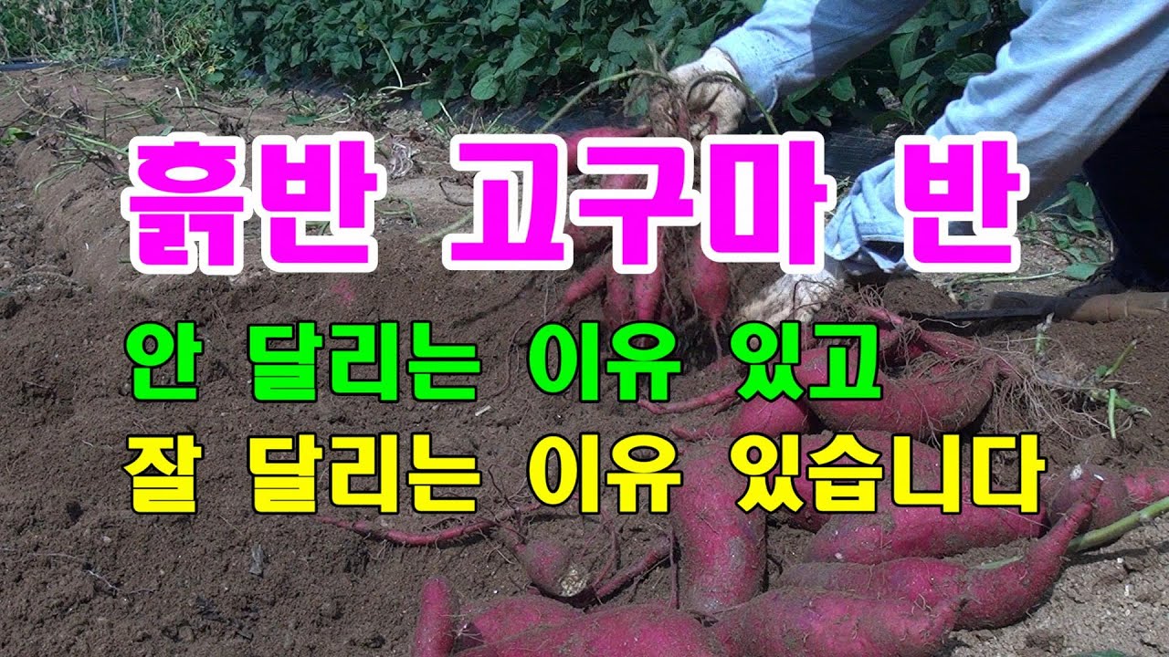 [많이 달리는 텃밭 고구마 1부]흙 반 고구마 반,  고구마 밭 만들기