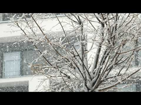 Snow snowing city tree snowflakes | free 4K stock footage | Panasonic S5