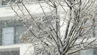 Snow snowing city tree snowflakes | free 4K stock footage | Panasonic S5