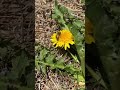 A Benefit Not A Nuisance #homestead #dandelions #bees #youtubeshort