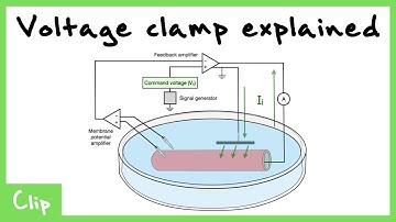 Voltage Clamp Explained (Tetrodotoxin And Tetraethylammonium) | Clip