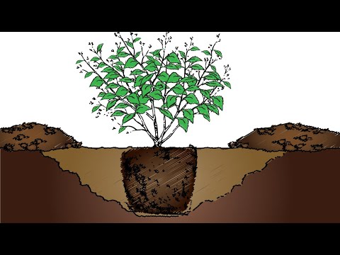 Video: Cleyera Plant Care: consejos para cultivar arbustos Cleyera