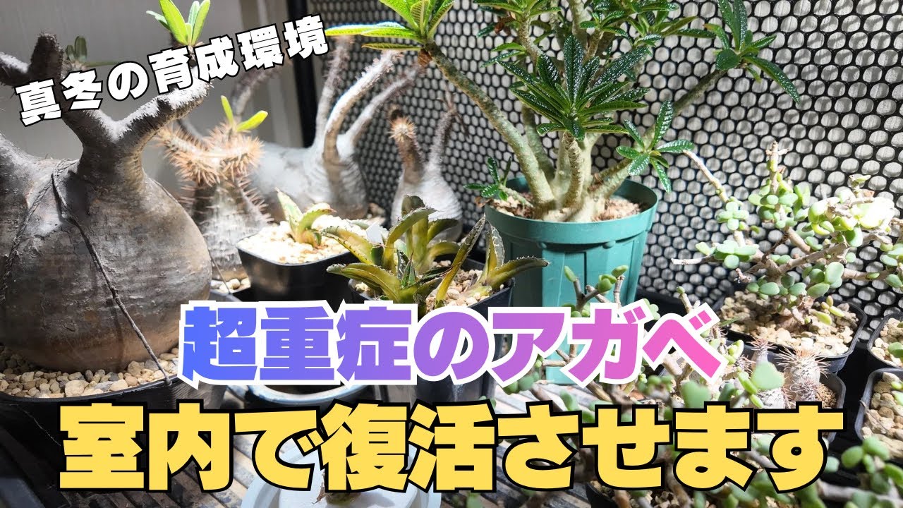 凍傷・踏みつけ…瀕死のアガベは復活できる？24時間体制の室内育成環境を大公開！