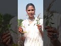 Tulsi! Your best friend for immunity and skin! Get your regenerative tulsi from #organicindia