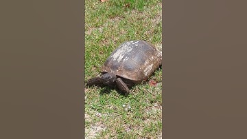 Gopher Tortoises Dig Burrows in Sandy Soil & Exciting to Spot Reptile at Lighthouse Point Park!