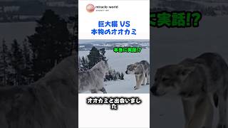 神回】オオカミと遭遇した巨大猫の末路がヤバすぎる… 😳🐺🐱