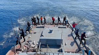 Maldives Pole-and-line Tuna Fishing 🎣