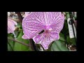 Шикарная витрина с орхидеями в Бауцентре 5 апреля 2021 г. биг липы на любой вкус, Зигопеталумы ...