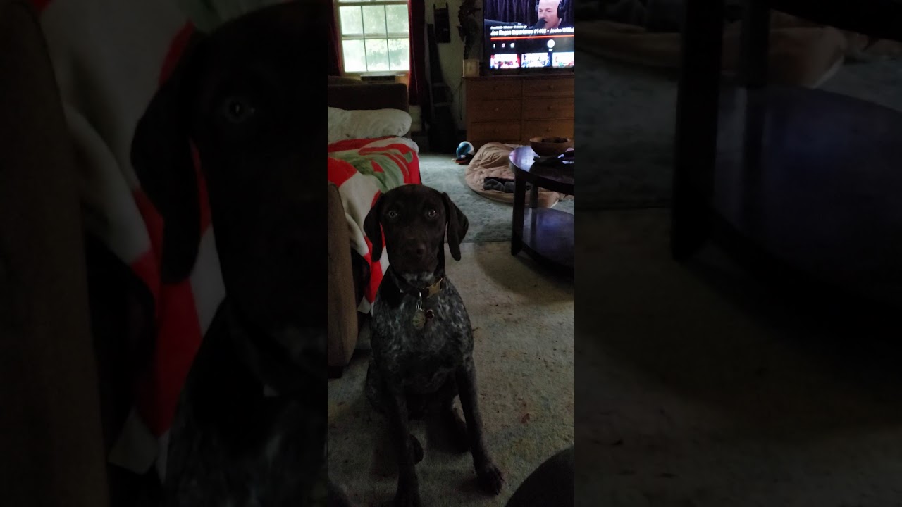 German Shorthaired Pointer (GSP) Talking
