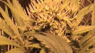 Untergrundbotanik 2: Indoor Marijuana Growing