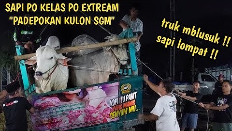 KONTES SAPI APPSI JEMBER PO EXTREAM DARI PADEPOKAN KULON SGM PAK GUNTUR‼️