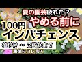 【100円苗インパチェンスの育て方】【最終のコツ】前回の大切な部分を短く詳しく再編集・夏の園芸に疲れてる人向け・植付け〜枯れ果てるまで・ダメ元で最後に見てほしい