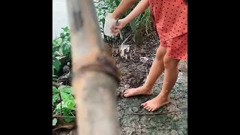 Câu cá đối bằng chai nhựa