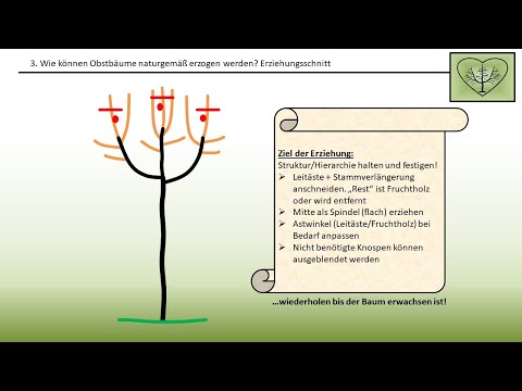 Obstbaum-Schnittkurs: naturgemäßer Obstbaumschnitt mit Prinzipien, Beispiele und viel Erklärungen.