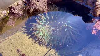 Blue Coral at Paradise Cove in LA