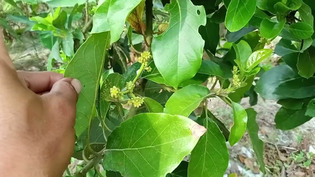 Alpukat tanpa siram  berbunga lagi..   dan berbunga lagi..perjuangan  ini 