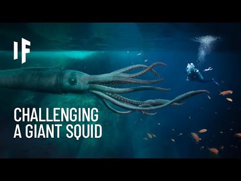 Video: California Divers Are Threatened By Giant Squids - Alternative View