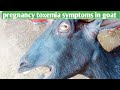 pregnancy toxemia symptoms in goat | जब मां के गर्भ में बच्चे की मौत हो जाए | #goat farming