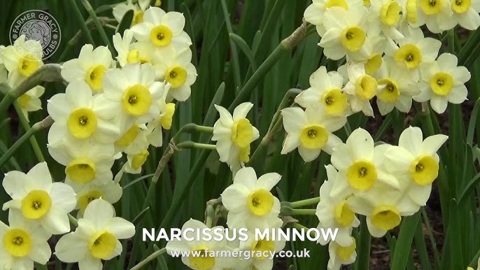 Minnow Daffodil Narcissus, Tulip World