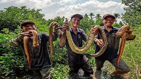 Quay trở về quê bắt toàn " Lươn Rắn " khủng | Gấc Quê