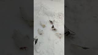 Мальцев Николай на работе!!!