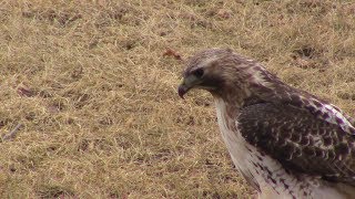 Red Tail Hawk catching and eating field mouse *warning, graphic video*