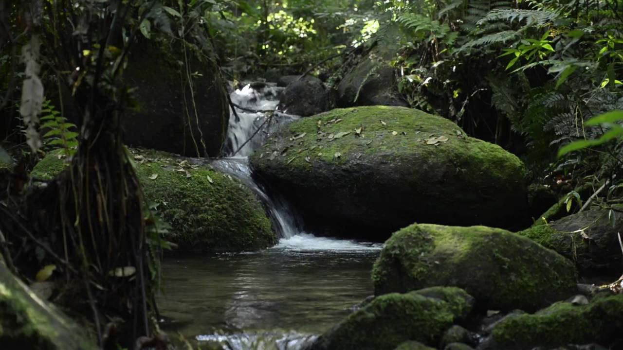 Moungongo de nZanga (bwiti music)