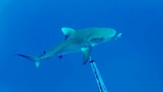 Tiger Shark Attacks Spearo