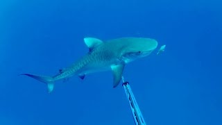 Tiger Shark Attacks Spearfisherman