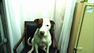 Moca At Apl Needs Her Furever Home