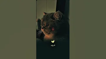 مثل المطر ياصافي الروح ذكراكـ تغسل هموم النفس وتروي ظماها سألت ربي ياأبيض القلب يرعاك 