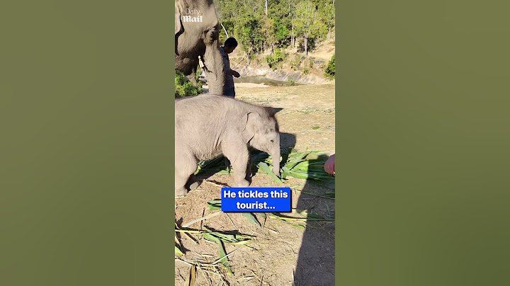 Playful baby elephant knocks over tourist