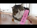 七夕とねこ２。-The Star Festival and Cats 2.-