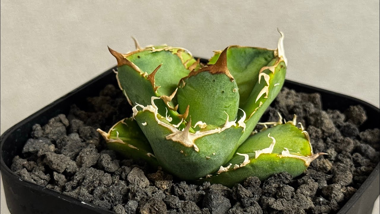 20260406 アガベ・チタノタ 疣猪/丸叶背刺（芽）-014｜agave titanota