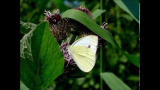 Klein Koolwitje - Pieris rapae -Small white