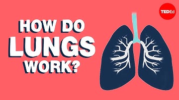 How do lungs work? - Emma Bryce
