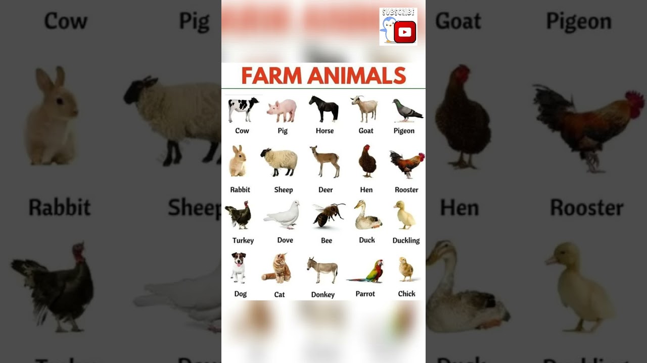 20 Important Farm Animals Name In English With Pictures 