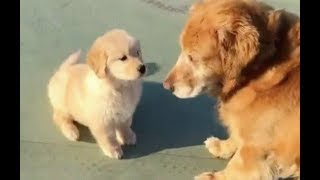 Senior dog meets a puppy and starts to feel like a puppy himself