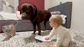 Funny Moment Baby Teaches, but Dog and Kitten Want to Play!